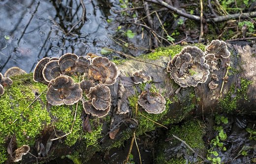 turkey tail mushroom on tree log